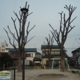 東武団地公園内の木の伐採